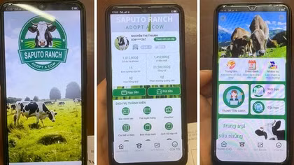 “Nuôi bò” online, một phụ nữ suýt mất 300 triệu đồng