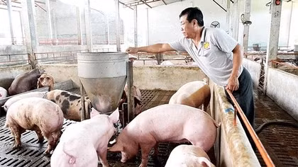 Giá lợn hơi giảm xuống dưới 60.000 đồng/kg
