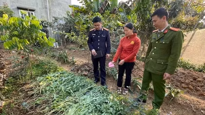 Canh tác cây thuốc phiện để… “chữa bệnh”