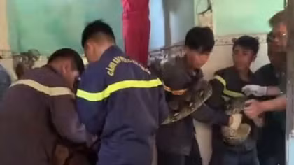 Bắt con trăn gấm “khủng” tấn công người dân