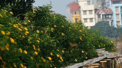 Rừng hoa dã quỳ giữa lòng Thủ đô