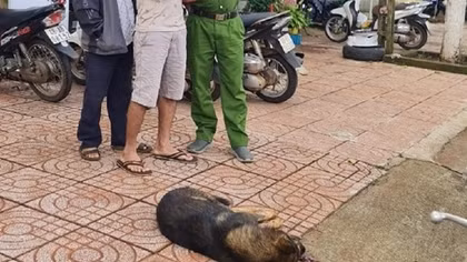 Con chó cắn 2 học sinh tiểu học dương tính với bệnh dại