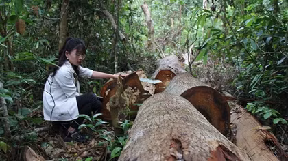 Nạn phá rừng tại Gia Lai lại “nóng”