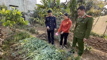 Xử lý nghiêm tình trạng tái trồng cây thuốc phiện