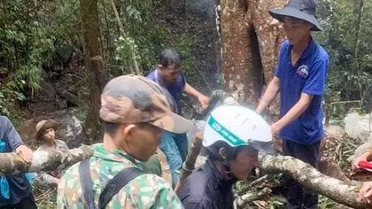 “Nước mắt” rừng xanh