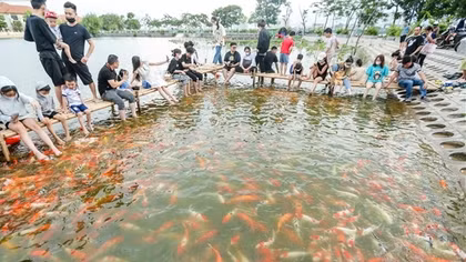 Đầm Đông chỉ trồng sen, không được nuôi cá koi