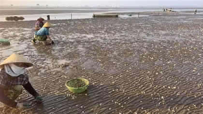 Người dân hoang mang vì gần 1.000 tấn ngao thương phẩm chết bất thường