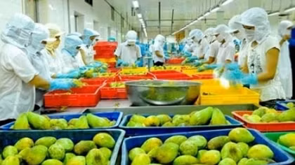 Xuất khẩu rau quả sang thị trường Trung Quốc, lấy lại đà tăng trưởng