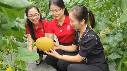 Vốn Agribank hỗ trợ phát triển nông sản sạch, nông sản OCOP