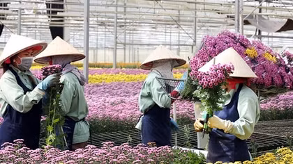 Xuất khẩu hoa Đà Lạt tăng trưởng mạnh