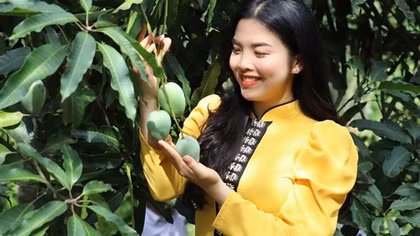 Kết nối, quảng bá sản phẩm, thương hiệu "Xoài Yên Châu"