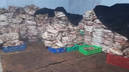 Bốn tấn mèo nằm trong đông lạnh chờ... nấu cao