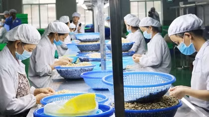 Chủ động xây dựng vùng nguyên liệu để tránh bị động khi nhập khẩu