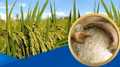 Đảm bảo an ninh lương thực, thúc đẩy sản xuất, xuất khẩu gạo bền vững