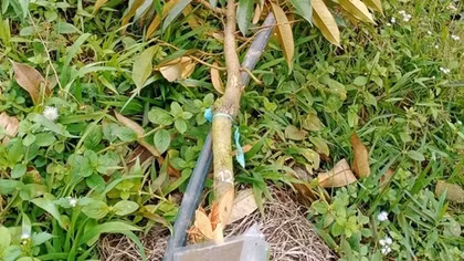 Điều tra vụ phá hoại vườn sầu riêng của người dân