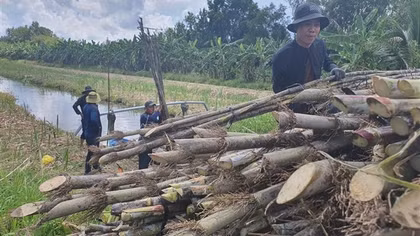 Nông dân lo lắng vì giá mía giảm mạnh