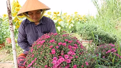 Hoa kiểng, nông sản Cần Thơ được giá