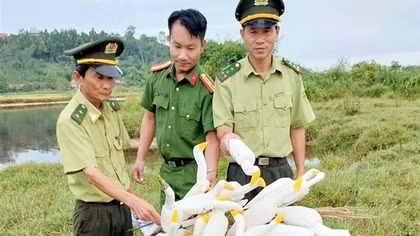 Thừa Thiên Huế nỗ lực ngăn chặn nạn tận diệt chim trời