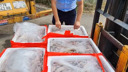 Phát hiện trên 4,5 tấn cá khoai dương tính với chất foocmon