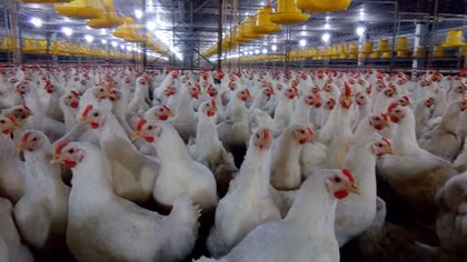 Bị bỏ tù vì hù dọa đến chết hơn 1.000 con gà nhà hàng xóm