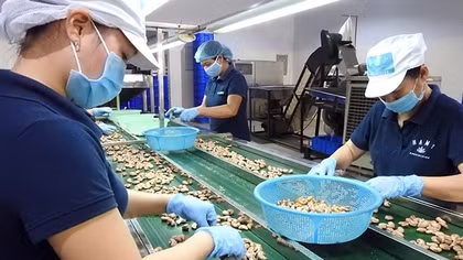 Nhiều giải pháp để ngành điều giữ vị trí số 1 thế giới