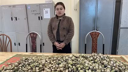 Dùng xe máy “cõng” gần 20 kg quả thuốc phiện từ biên giới về bán kiếm lời