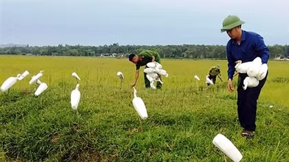 Chung tay ngăn chặn nạn tận diệt chim trời