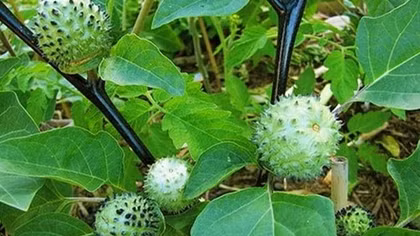 Ăn cà độc dược, 5 người trong một gia đình nhập viện cấp cứu
