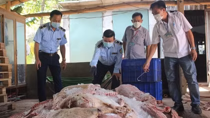 Ngăn chặn hơn 1,7 tấn thịt lợn bốc mùi chuẩn bị đưa vào các bếp ăn