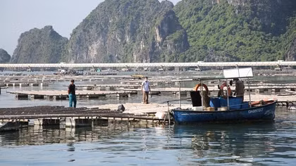 Chủ tịch phường “bảo kê” cho các hành vi xâm phạm vịnh Bái Tử Long