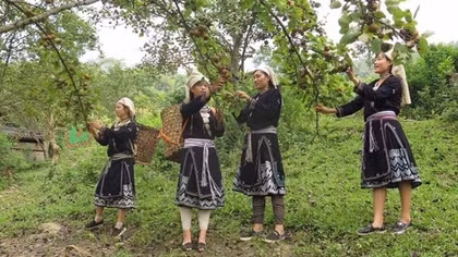 Mắt nắng trong rừng lê