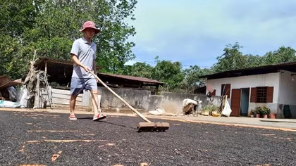Giá tiêu tăng nhưng nông dân chưa bán