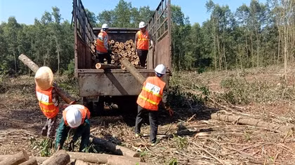 Hưởng lợi từ trồng rừng gỗ lớn đạt tiêu chuẩn quốc tế