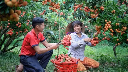 Giảm chi phí vận chuyển để vải thiều Việt Nam "vươn xa"