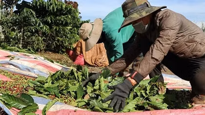 Thu hoạch trắng cà phê bán chốt lời, “thiệt đơn, thiệt kép”