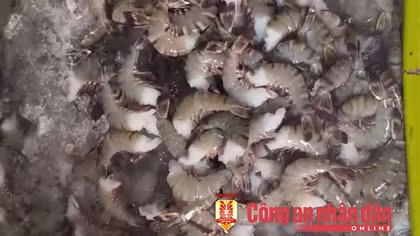 Phát hiện cơ sở thu mua tôm chứa tạp chất