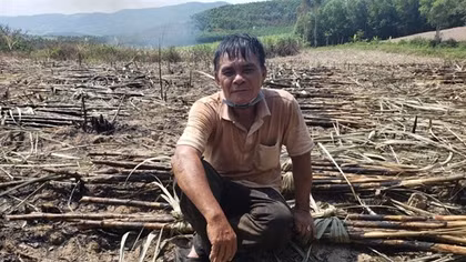 Hàng trăm ha mía cháy bất thường, Gia Lai chỉ đạo hỏa tốc