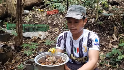 Khoanh nợ cho người dân có sâm Ngọc Linh bị chết hàng loạt