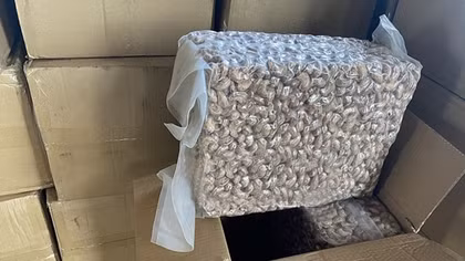 Tạm giữ lô hàng nhập khẩu gần 100 tấn hạt điều không đúng khai báo