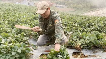 Dâu tây Sơn La hạ giá 10 lần, nông dân rủ nhau phá bỏ