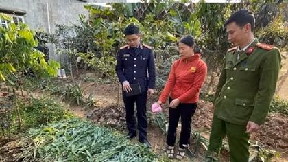 Thu giữ gần 1,5 tạ cần sa trong vườn rau