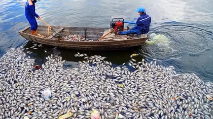 Hàng tấn cá chết nổi trắng mặt hồ An Biên