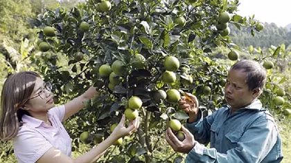 Tín dụng chính sách góp phần bảo đảm an sinh xã hội tại Cao Bằng