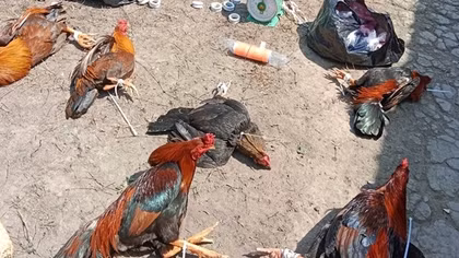 Phá trường gà, 40 đối tượng “vỡ tổ” chạy tán loạn