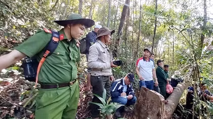 “Máu” vẫn chảy trên những cánh rừng nguyên sinh