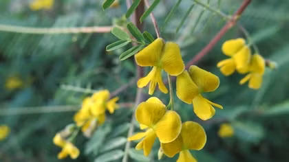 Rể điên điển ở rễ cố vợ ruộng đợ