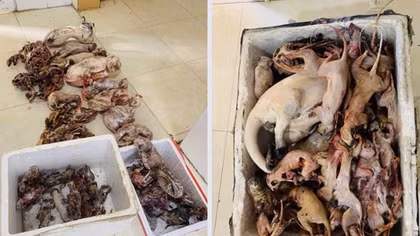Nhồi hàng loạt khỉ, cầy vòi, mèo rừng trong tủ đông