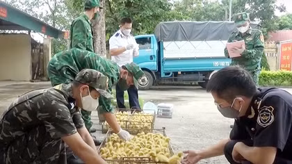 Nhập lậu gia súc, gia cầm kéo theo nguy cơ dịch bệnh