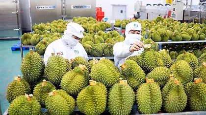 Sầu riêng xuất khẩu mạnh nhưng không nên tăng trưởng “quá nóng”