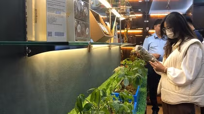 Nhận diện đúng sâm Ngọc Linh trên thị trường